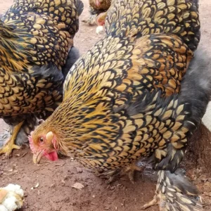 GOLD LACED STANDARD COCHIN CHICKS, NOT SEXED