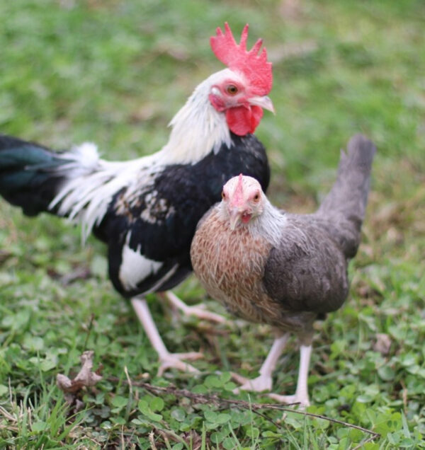 RED PYLE STANDARD OLD ENGLISH CHICKS, NOT SEXED