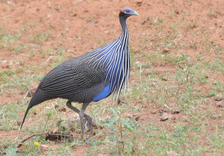 Buy Vulturine Guinea Fowl For Sale - Image 2