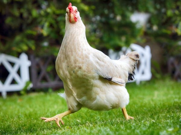 Amber Star Chickens