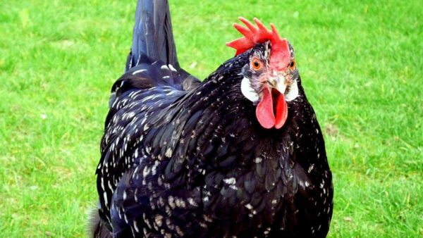 Anconas Chicken
