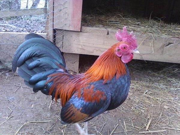 BB Red Old English Game Bantam