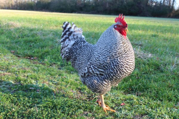 Barred Rock