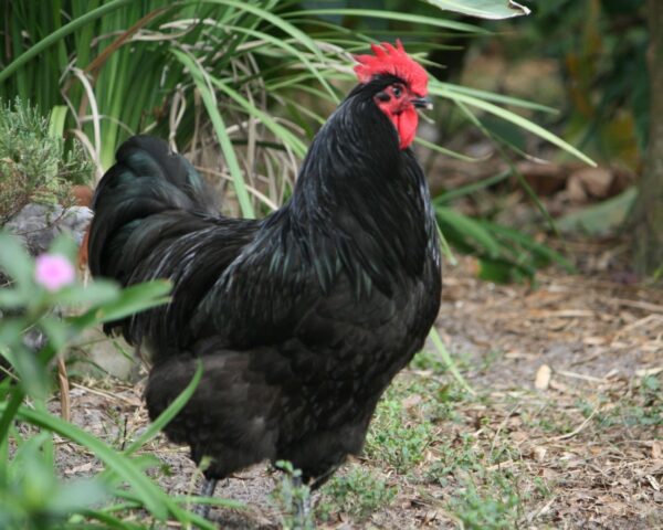 Black Australorp
