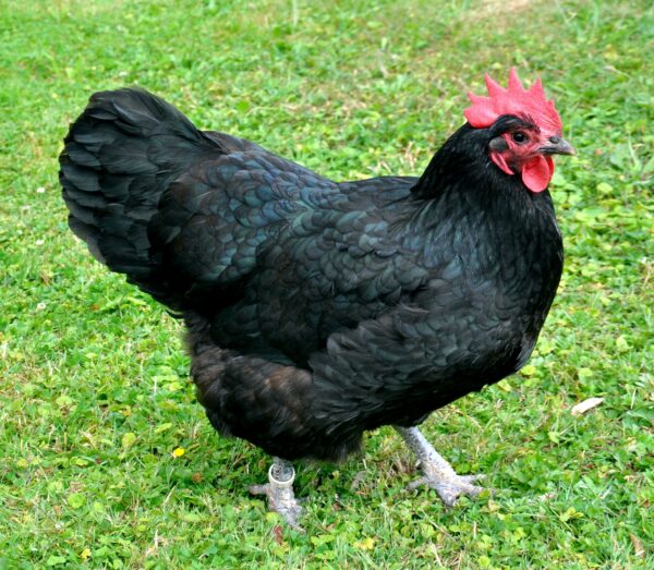 Black Australorp - Image 2