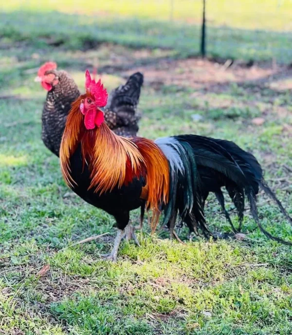 BLACK BREASTED BROWN RED STANDARD OLD ENGLISH CHICKS, NOT SEXED