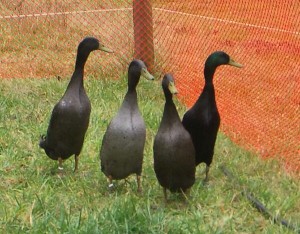 Buy Black Runner Ducks For Sale