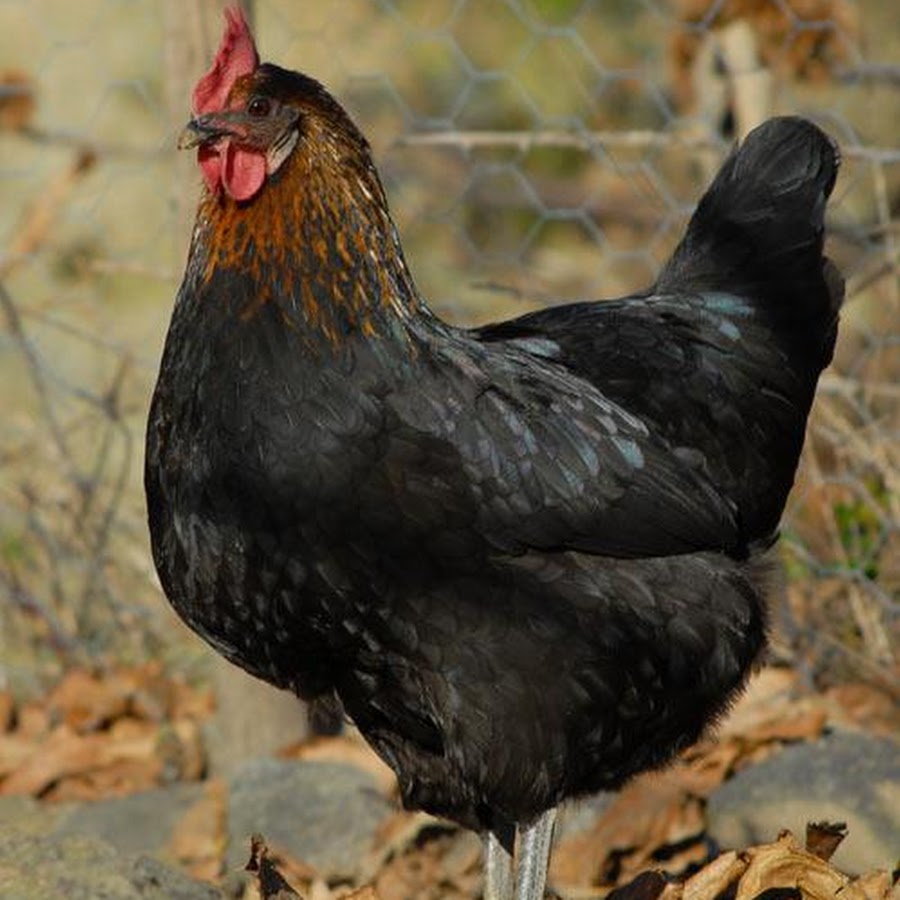 Buy Black Star Chickens For Sale