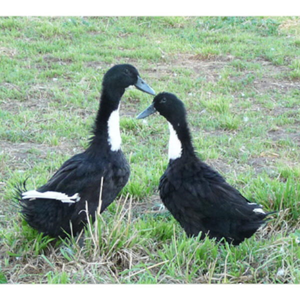 Black Swedish Duck