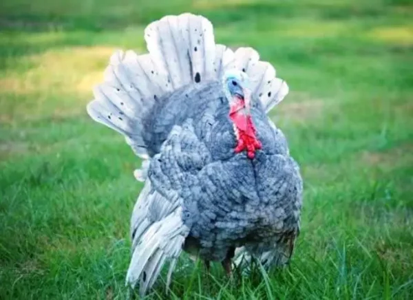 Buy Blue Slate Turkeys For Sale