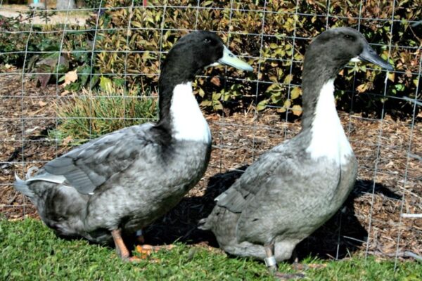 Blue Swedish Duck