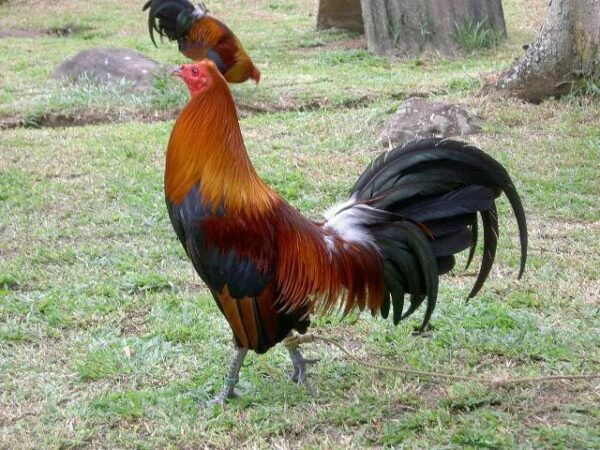 Blueface Hatch