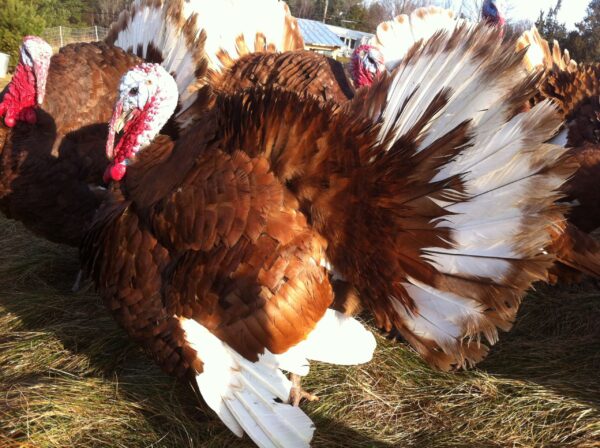 Bourbon Red Turkeys