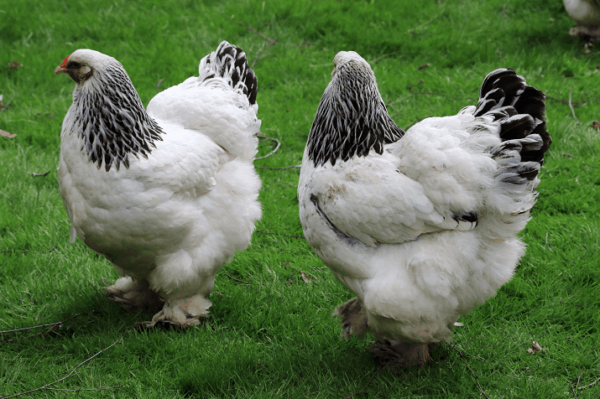 LIGHT BRAHMA CHICKS