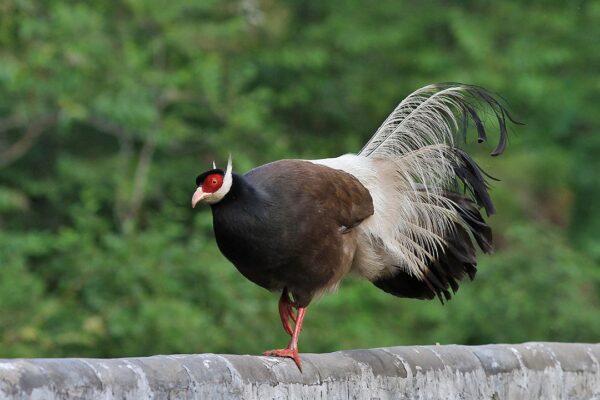 Brown Eared Pheasants