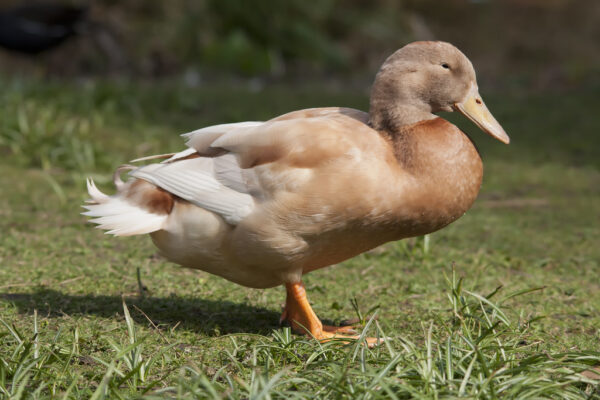 Buy Buff Duck for sale With 2 Egg