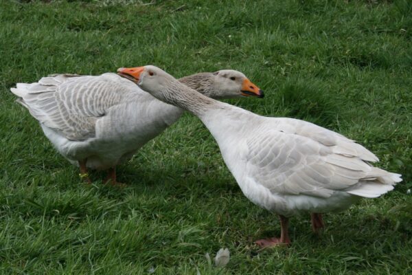 Buy Buff Geese For Sale - Image 3