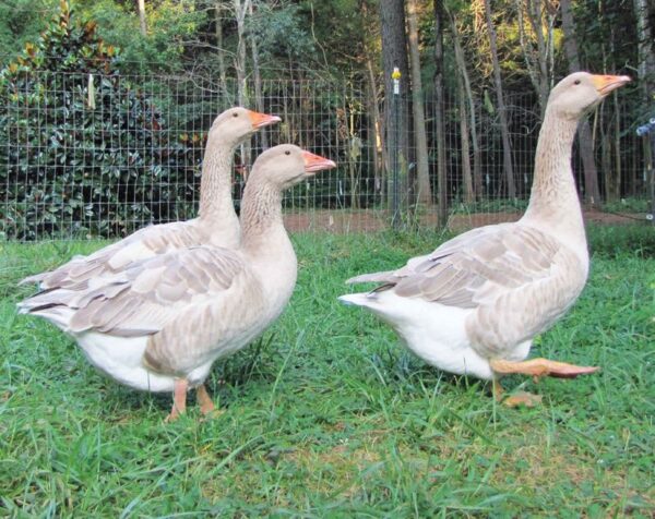 Buy Buff Geese For Sale - Image 2