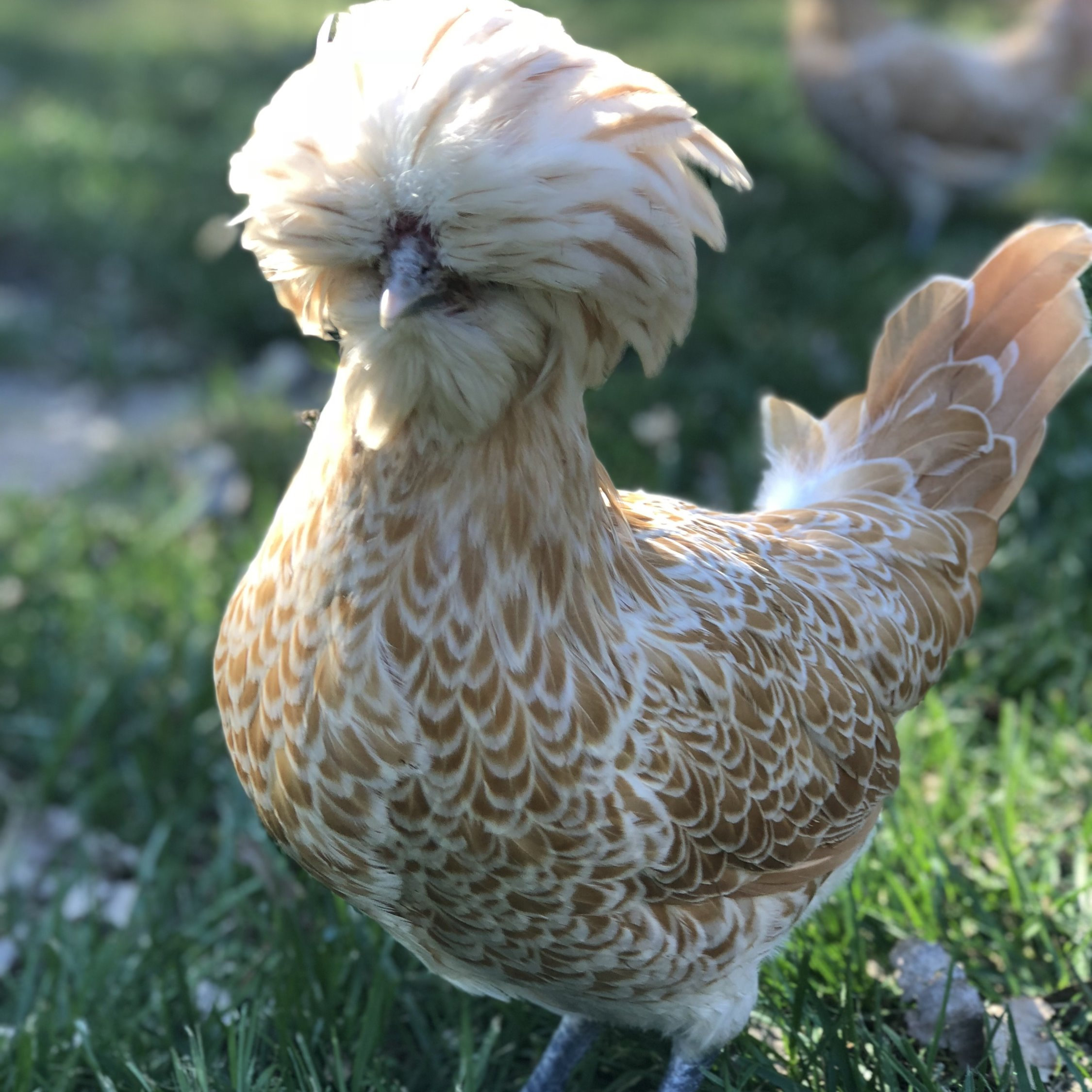 Buy Buff Laced Polish Chicken - Image 3