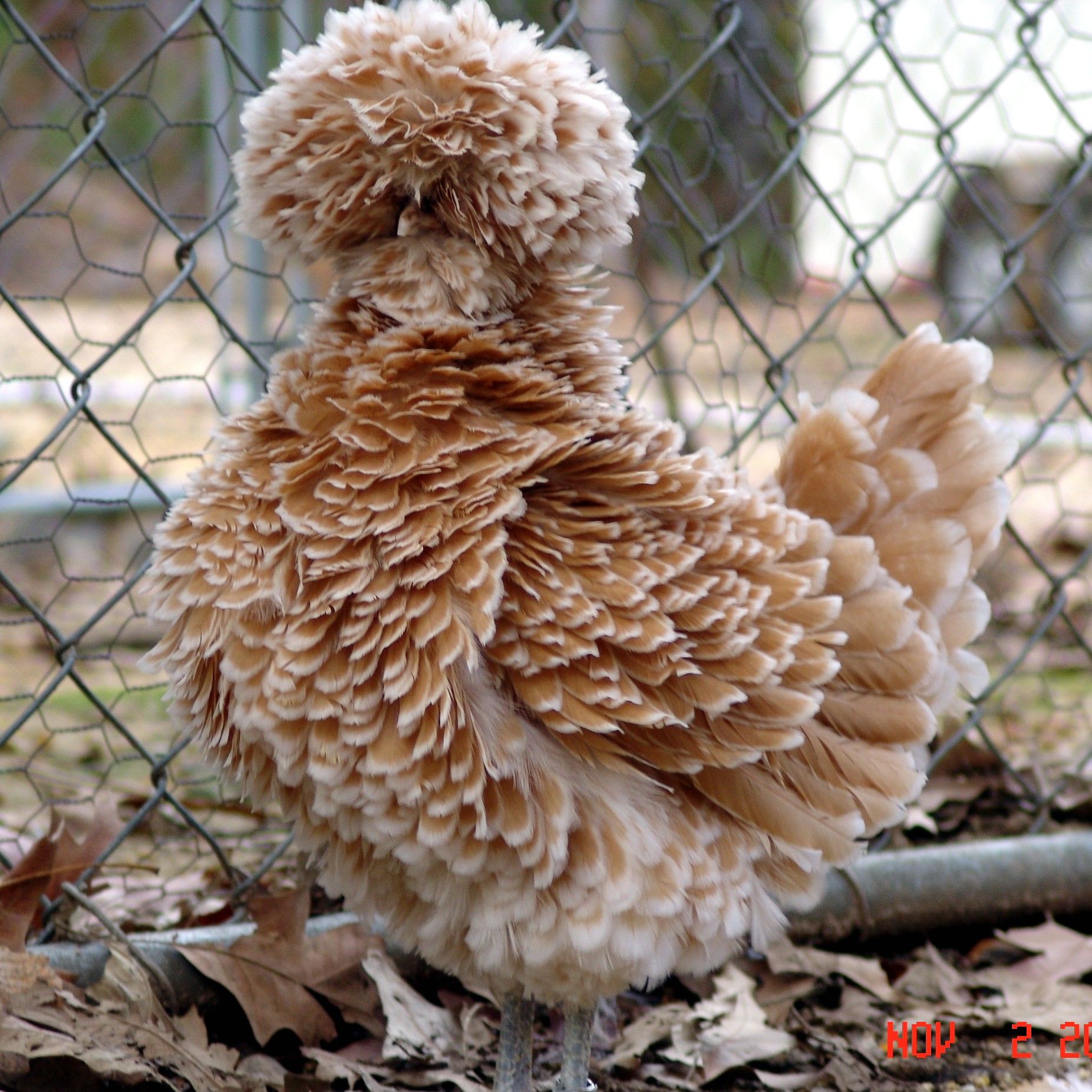 Buy Buff Laced Polish Chicken - Image 2