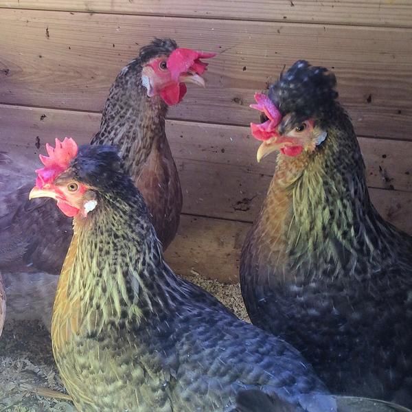 Buy Cream Crested Legbar For Sale - Image 2