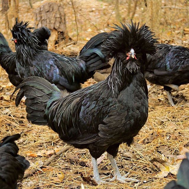 Crevecoeur Chickens - Image 2