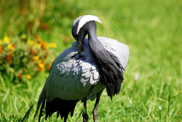 Demoiselle Crane