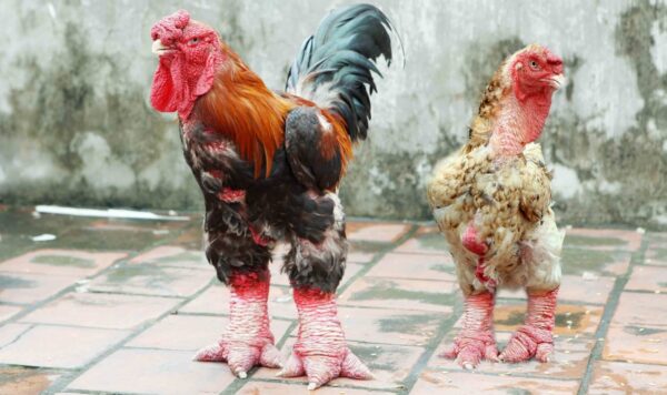 Dong Tao Chicken