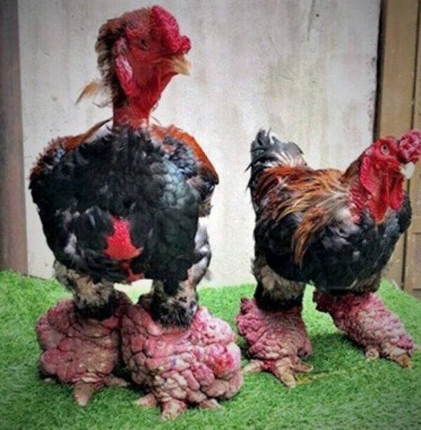 Dong Tao Chicken - Image 2