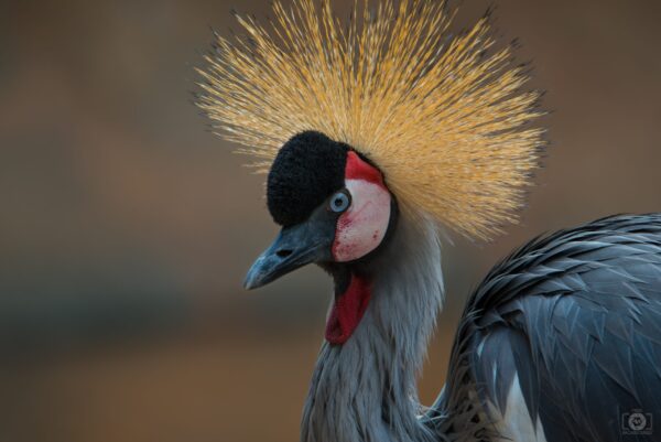 East African Crowned Crane