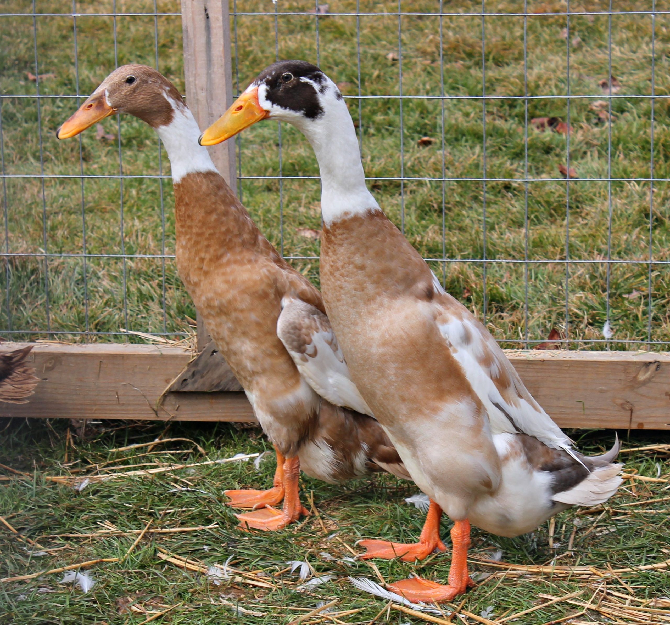 Fawn and White Runner Ducks