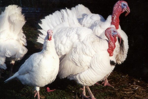 Giant White Turkeys - Image 2
