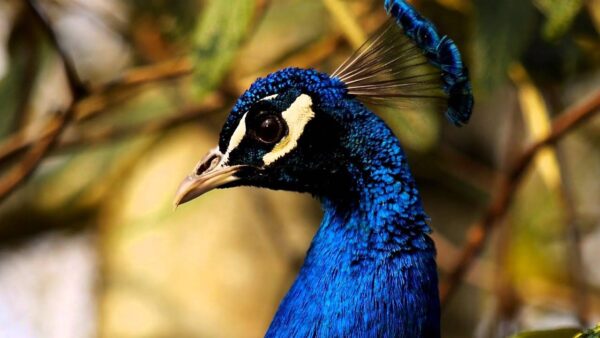 India Blue Peafowl