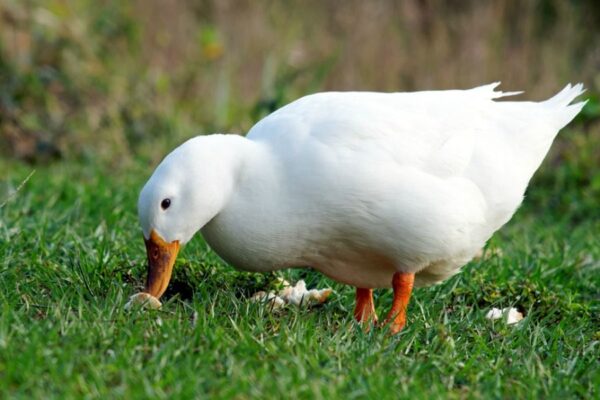 Jumbo Pekin Duck