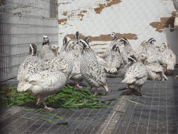 Juvenile Snowflake Bobwhite Quail