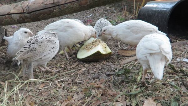 Juvenile White Bobwhite Quail - Image 2
