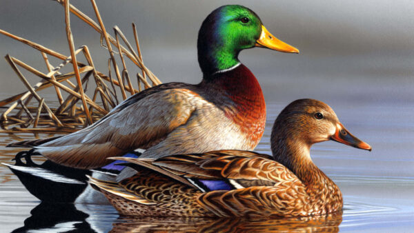 Mallard For Sale