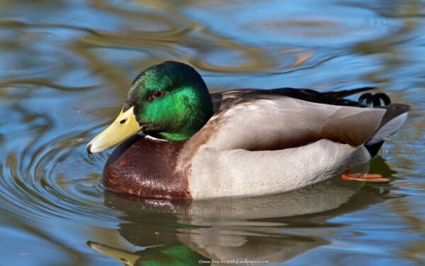 Mallard For Sale - Image 2