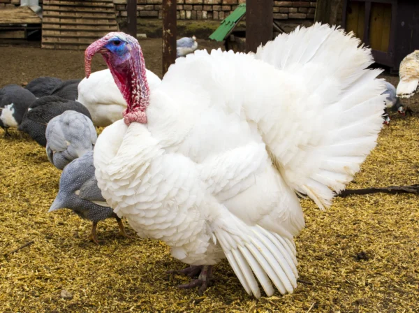 Midget White Turkeys For Sale