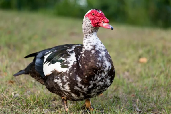 Muscovy Duck