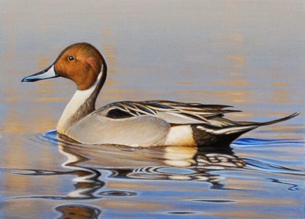 North American Pintail Duck
