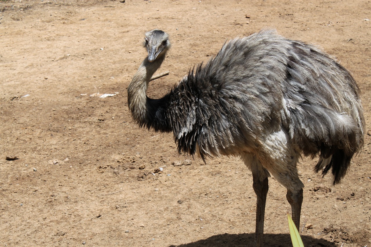 Buy Ostrich For Sale - Image 2