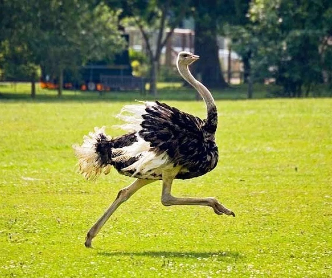 Buy Ostrich For Sale