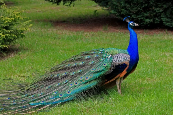 Buy PEAFOWL JUVENILE For Sale - Image 2