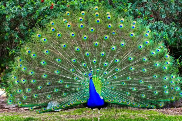 Buy PEAFOWL JUVENILE For Sale