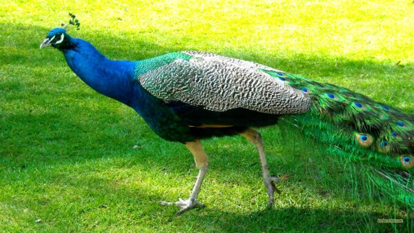 Buy PEAFOWL JUVENILE For Sale - Image 3