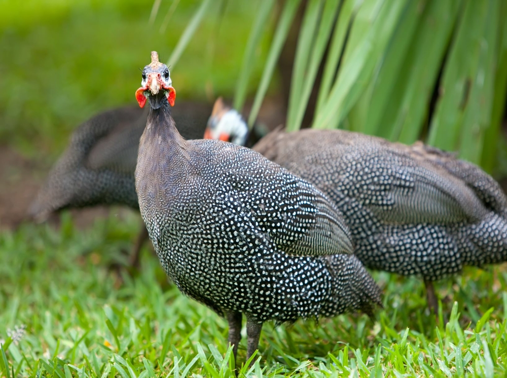 Buy Pearl Guinea Fowl For Sale