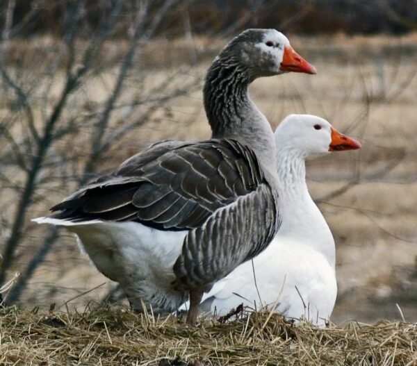 Pilgrim Geese - Image 2