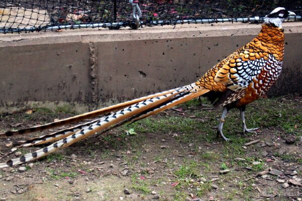 Reeves Pheasants - Image 2