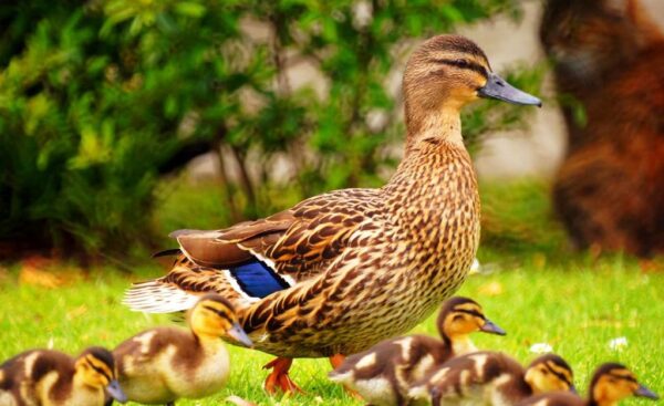 Rouen Duck